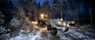 Virkespriserna gick upp 2019  