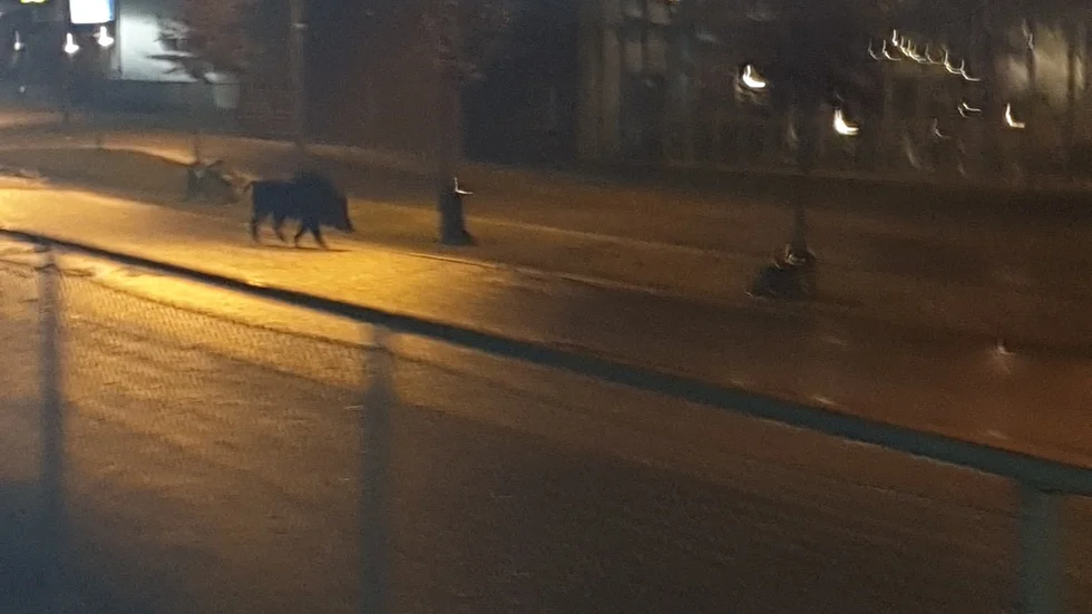 Det var en tidig morgon när vildsvinet gick på promenad i Harvestad.