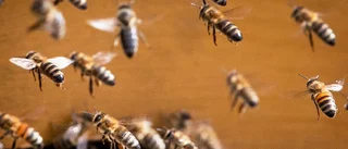 Allt skapar ett samhälle av mjölk och honung