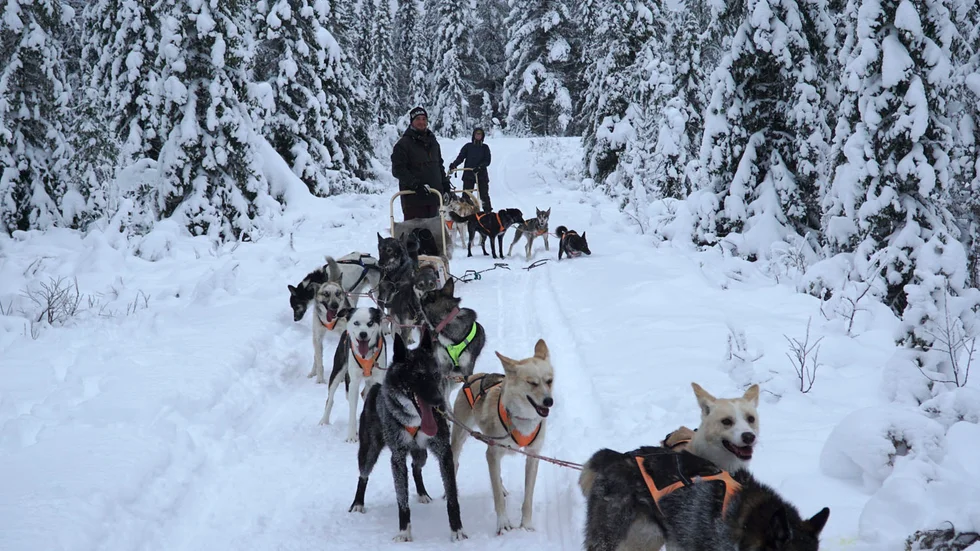 Det är så här paret helst tillbringtar vintern, med varsitt hundspann, ett med naturen.