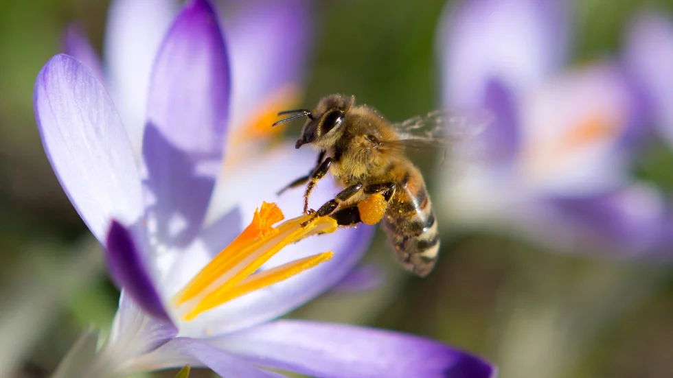 Allt fler svenskar vill lära sig att locka pollinatörer till sin trädgård.Tre av tio planerar att odla egna växter som är bra för bin. Det visar Plantagens rapport "Växttrender 2020". 
