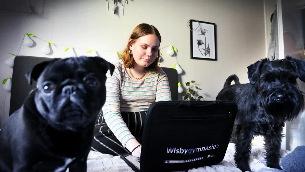 Lovisa Bergklint Cederlund framför datorskärmen i hemmet. Hon har sällskap av mopsen Iris (till vänster) och schnauzern Baltazar.