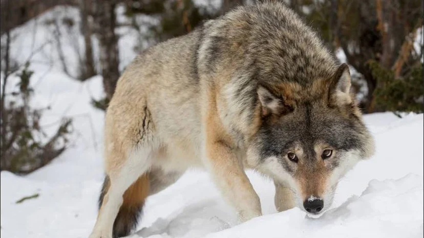 Vargstammen behöver två nya individer av finsk-ryskt ursprung, men inga vargar flyttas. Nu tas en handlingsplan fram med syfte att skapa ordning och minska kostnaderna för vargarna som vandrar in. 