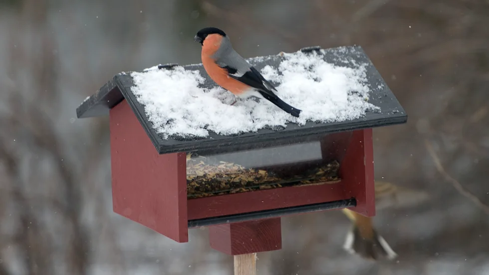 Bakterien kan finnas bland vilda fåglar som matas vid fågelbord.