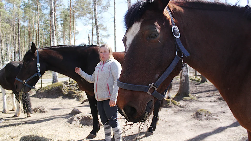 Jenny Lind har precis gett hästarna väl avvägd mängd foder. Andras smygmatande av hästarna ställer till det.