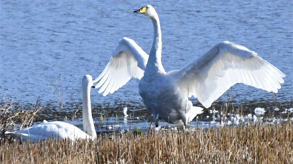 "Just nu vill jag veta hur svanar avgör sin flytt, alltså hur långt de behöver flytta."