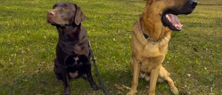 Hundnamnen som är populärast – och mest unika för ön