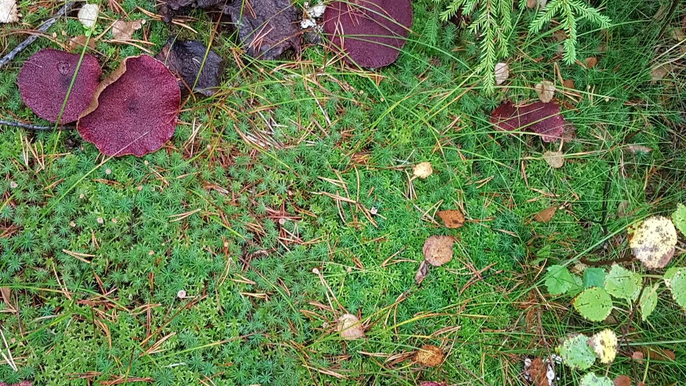 Några exemplar av svampen ska nu skickas iväg till en svampexpert i Göteborg. Foto: Privat. 