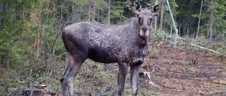 Bil krockade med älg – förmodligen