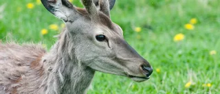 Jägarna kritiska över nya jaktregler