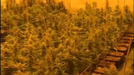 De byggde upp den enskilt största cannabisodlingen i Sverige och framställde narkotika som var värd minst 20 miljoner kronor på gatan. Göta hovrätt sänker straffen för flera av de inblandade. Arkivbild