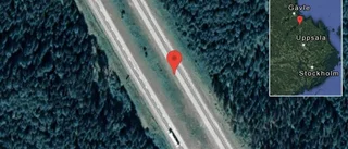 Rådjur på vägen på E4