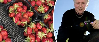 RISKEN Inte nog med jordgubbar och potatis i midsommar
