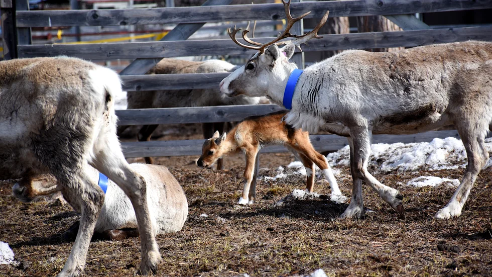 Egentligen skulle kalvarna födas uppe till fjälls, men där ligger snön fortfarande djup och barfläckarna är få. Kommunen har också nekat till skoterförbud. Då blir lösningen utfodring i hägn.  