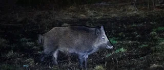 Mannen trodde att vildsvinet var en betongbrunn