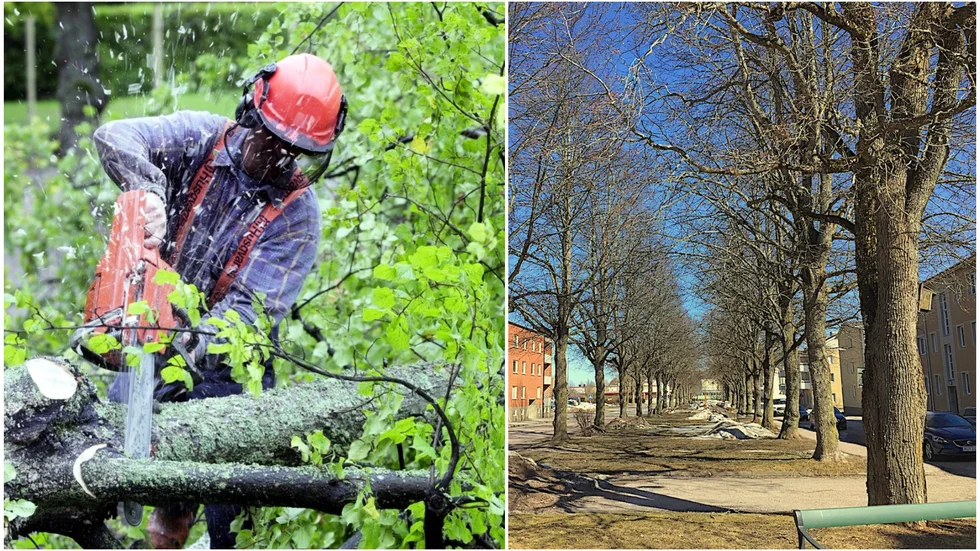  Många Tierpsbor är oroliga för att lindarna i allén på Södra esplanaden kommer att skadas av för stora ingrepp. 