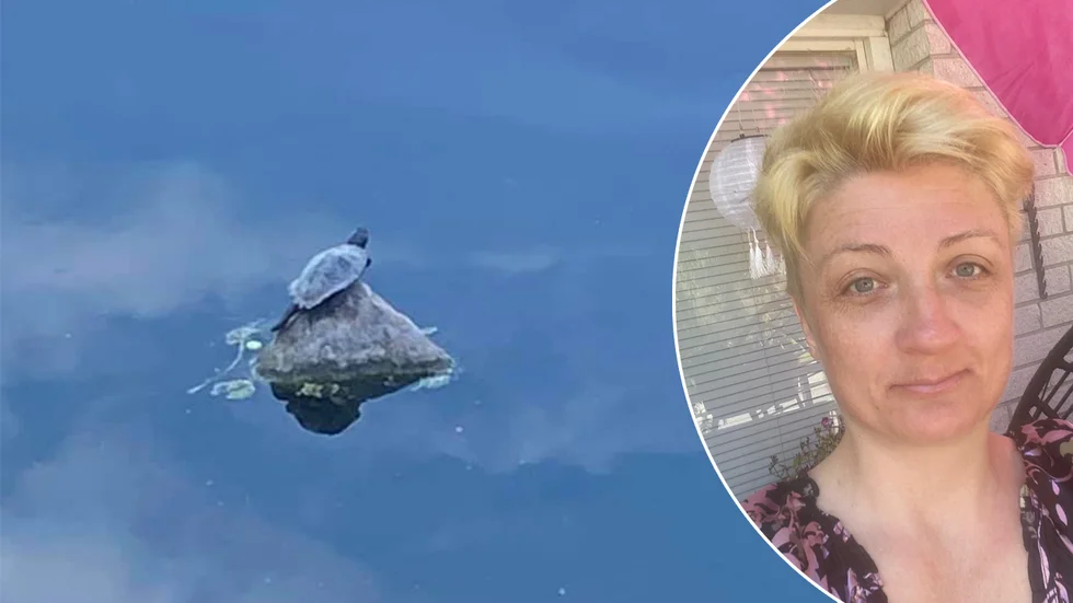 Sköldpaddan ser harmlös ut, men är en invasiv art som kan göra stor skada om den förökar sig och som Naturvårdsverket och Svenska jägareförbundet lägger större resurser på att utrota.