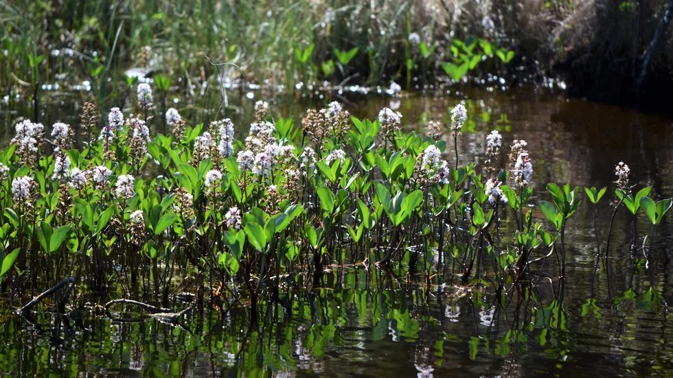 Vattenklöver i blom vid ormlångeskogens natur reservat.



