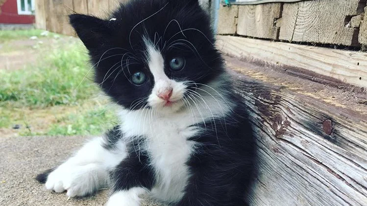 Regelverket för de som låter sin katt gå utomhus blir striktare för att kattungarna ska bli färre.
