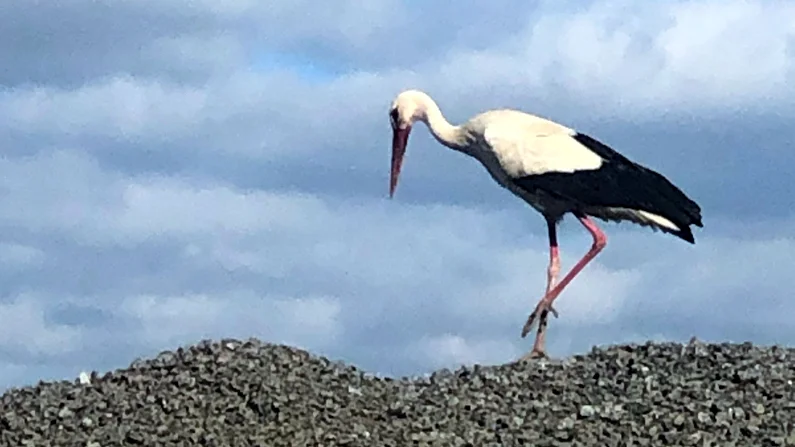 Storken i Vänge. Här på en grushög bakom Frida Janssons hus. En omärkt fågel dessutom.