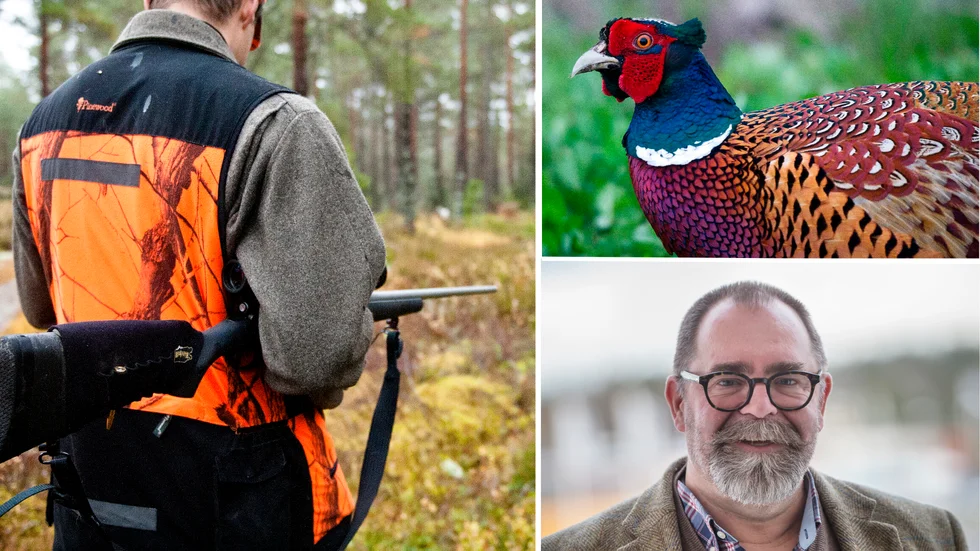 Ulf Hagstedt berättade att fasantuppen tyvärr "spårat ur" och därför behövde avlivas.