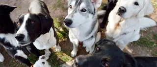 Att välja rätt hund - från rätt människa 