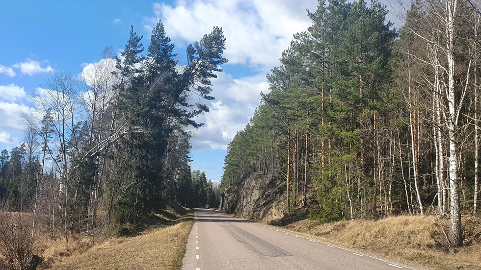 Trädet  hängde över vägbanan i flera år på väg 1120 från Tjällmo mot Stjärnorp, 