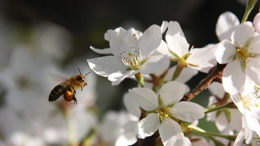 Bin är viktiga. De bidrar mycket i vår välfärd, säger Martin Unell, chef på länsstyrelsens naturvårdsenhet som gläds åt möjligheten att hjälpa bina till bättre arbetsvillkor.