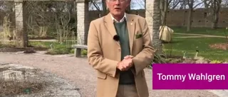 Wahlgren: "Hoppas vi alla är mindre dumma i huvudet nu"
