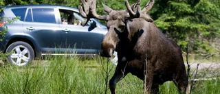 Älg irrade runt på E20 i morgontrafiken