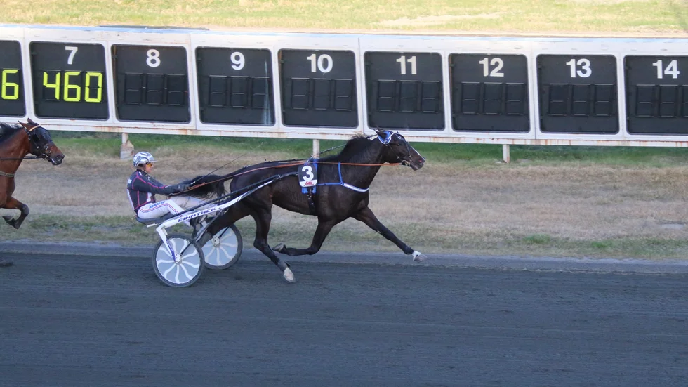Yankee Blue har varit i stort sett ensam på målfotot under sina fem raka segrar på Bodentravet.