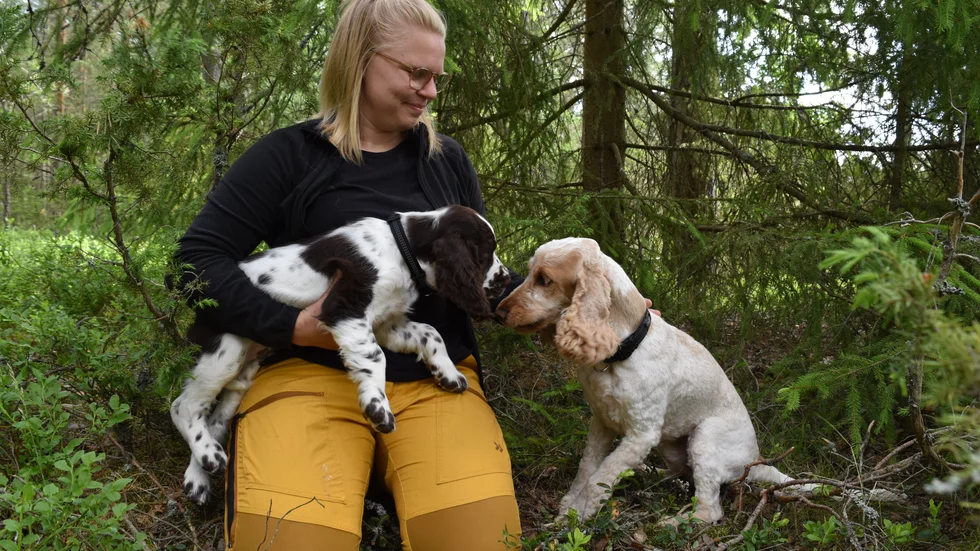 Hanna Färm med sina två hundar. Billbo till höger och nyförvärvet Mattis. Billbo söker upp nyangripna granar.