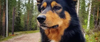 Renvallaren Ailo blir frimärkshund