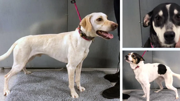 Länsstyrelsen söker nu nya ägare till ett antal omhändertagna hundar av typen Scandinavian hound och Eurohound.