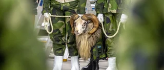 "Under sju och en halv månad i slutet av -80 talet vaktade jag och gutebaggen Harald vårt kära Gotland"
