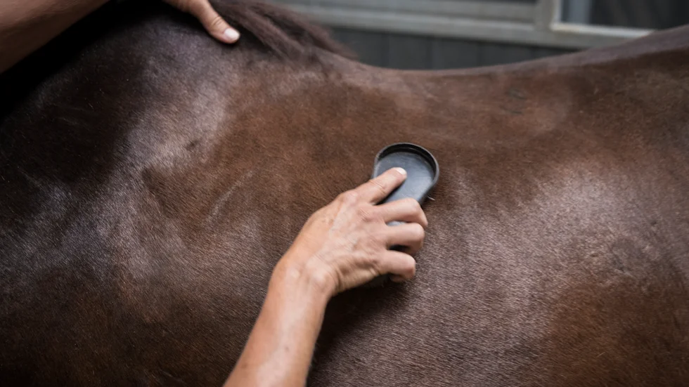 Ett stall i Umeåområdet har drabbats av ekvint coronavirus, ett virus i coronafamiljen som endast smittar bland hästar.