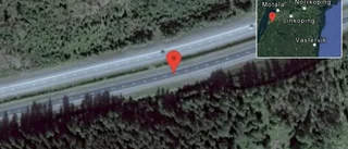 Djur på vägen