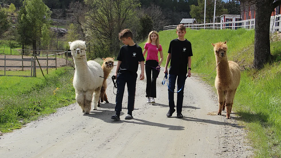 På en promenad. Alpackan Pondus tar täten tillsammans med Viktor, Elin och Halvar.