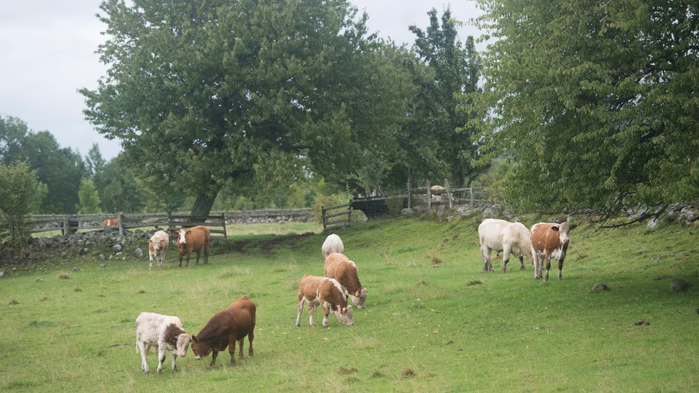 Ungefär hälften av vårt svenska odlingslandskap är gräsodlingar och naturbetesmarker, vilket skapar goda förutsättningar för kött och mjölkprodukter, skriver debattörerna.