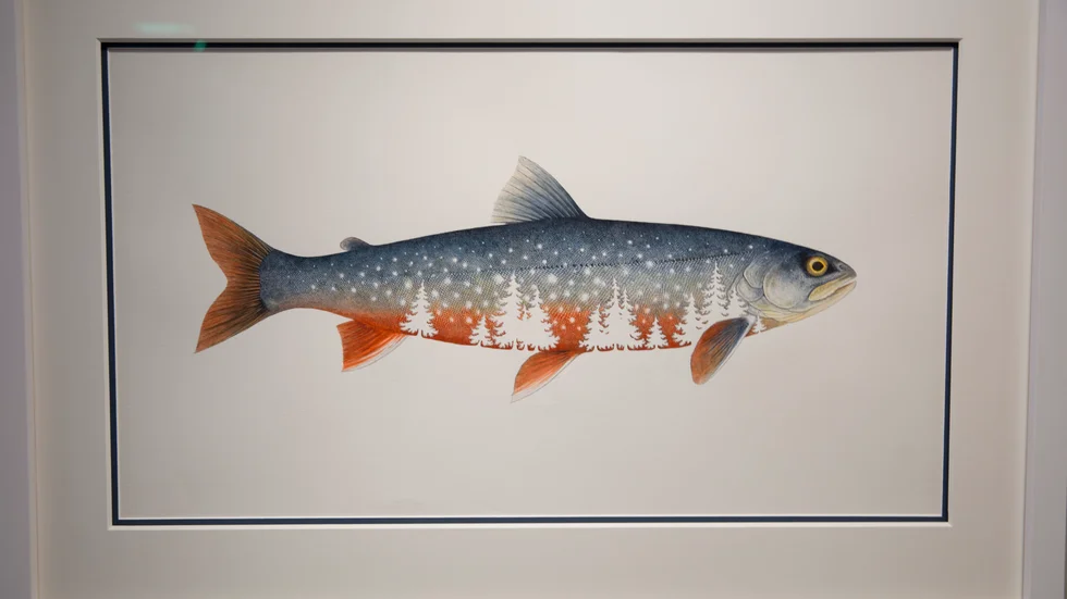 Fjällrödingen är en fisk som historiskt används som matfisk sedan lång tid tillbaka. Bilden är gjord av Cecilia E Arnqvist i akvarell och bläck.