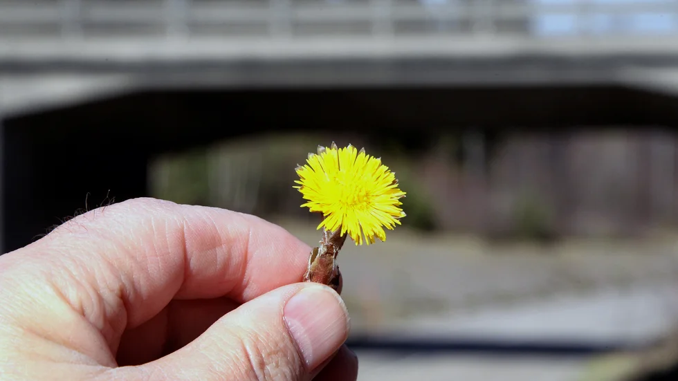 Omkring den 2 april börjar växtsäsongen i Västervik i dag. Det innebär att det blivit tillräckligt varmt för att tussilago och andra vårtecken ska träda fram.