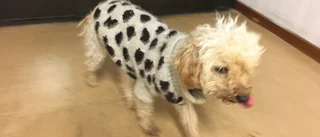Hund upphittad – Skelleftepolisen söker ägaren