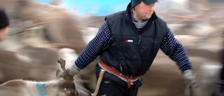 Jagade renarna tros tillhöra Semisjaur-Njarg