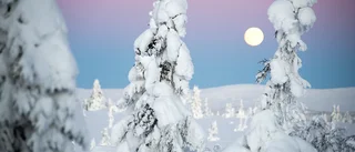 Insändare: En inblick i skogsindustrins metoder 