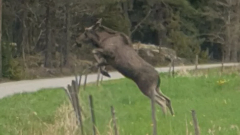 Älgen tar sats över staketet i Ytterhult.  