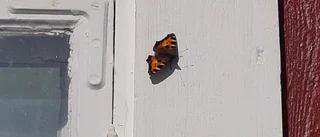 Läsarbild av fjäril             