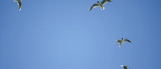 Problemet med måsarna har flyttat till Klubbgärdet