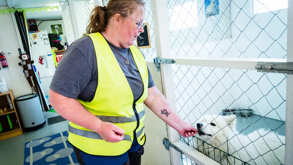 Dagishunden Ermis känner sig nog lite övergiven. Maria Sjömark med nio egna samojeder har även genomgått Svenska kennel klubbens uppfödarutbildning.
