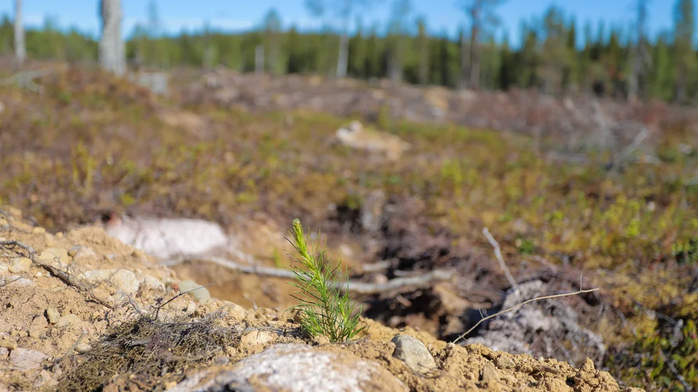 Flera länder införde reseförbud på grund av coronapandemin. Vissa skogsentreprenörer stod plötsligt utan arbetare.