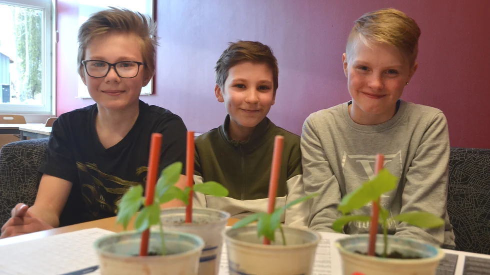 Hugo Rabenius, Erik Hallén och Linus Boman visar upp klassens gurkodling.